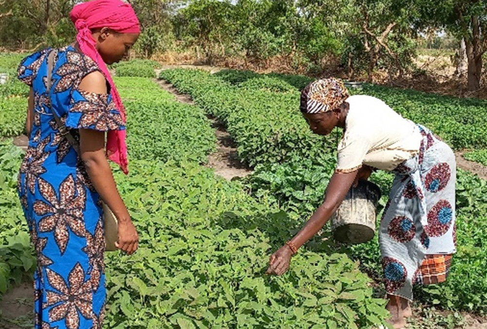 Emploi des Jeunes pour l’Amélioration de la Sécurité Alimentaire au Nord-Bénin (EJASA) Phase Pilote